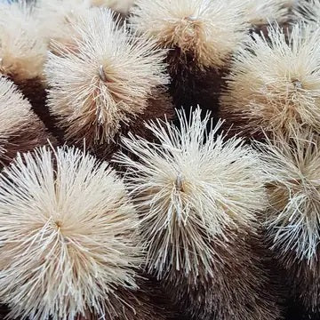 Eco Max Extra Large Bottle Brush